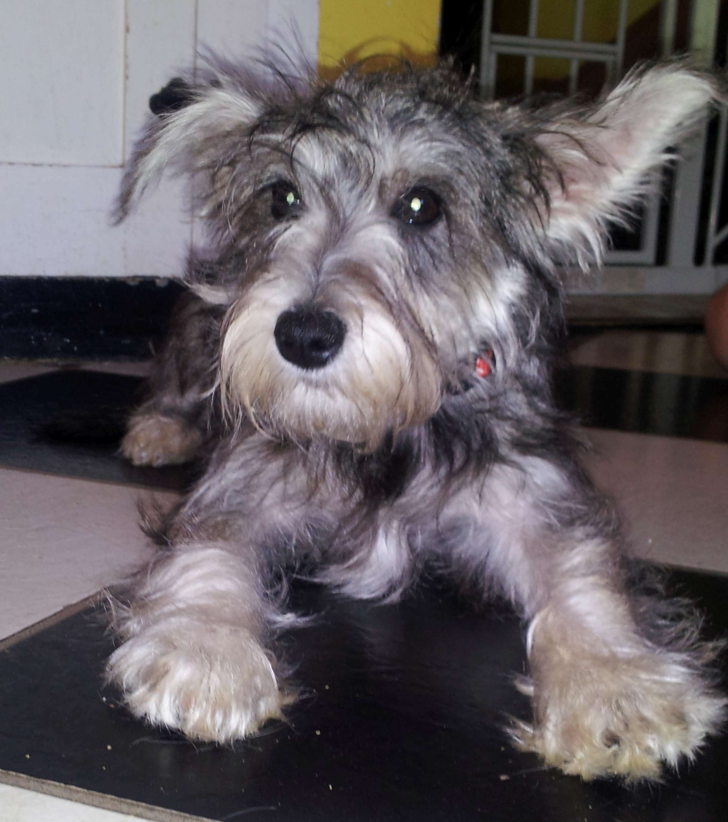 2014-05-10 Pepper.jpg